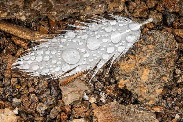 Jones, Adam 아티스트의 Nazca booby feather on ground with water drops Genovesa Island-Galapagos Islands-Ecuador작품입니다.